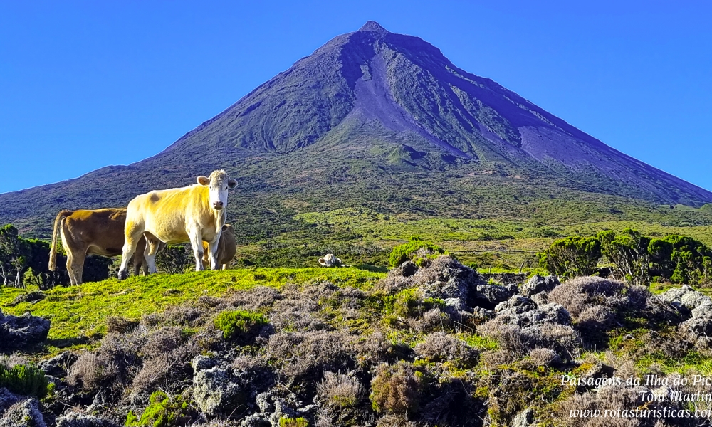 What to visit, where and when to visit Pico Island