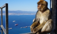 Gita di un giorno a Gibilterra con partenza da Quarteira