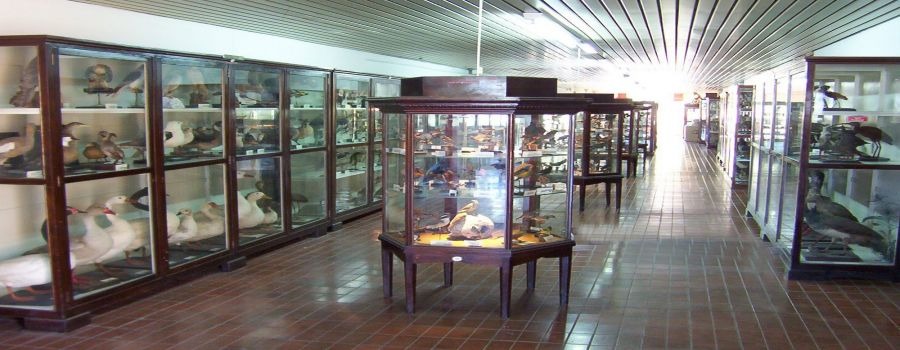 Museu de Ciências Naturais Domingo Faustino Sarmiento (Mendoza)