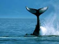 Naturdenkmal für Weißwal (Puerto Madryn)