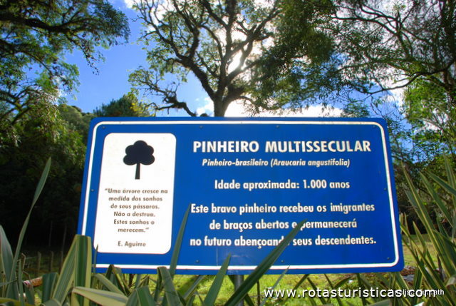 Multisecular Pine