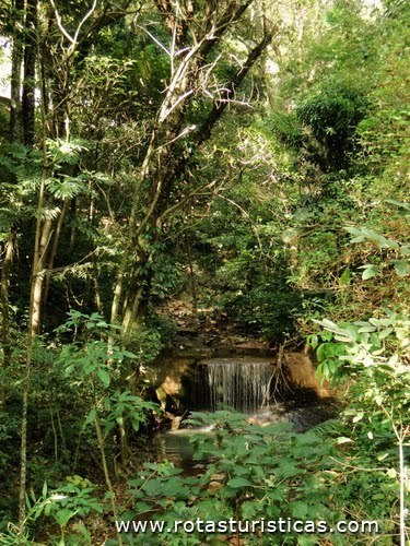 Stadtwald von Zequinha de Abreu (Águas de Lindoia)