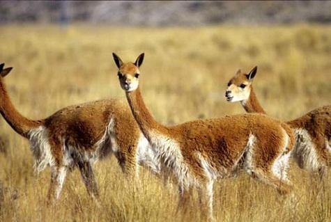 Reserva Nacional las Vicuñas (Arica)