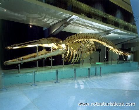 El museo de las ballenas
