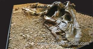 Musée de paléontologie